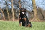 ROTTWEILER 536